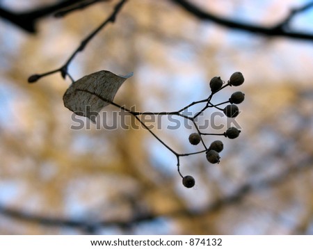 Closeup on linden tree seeds