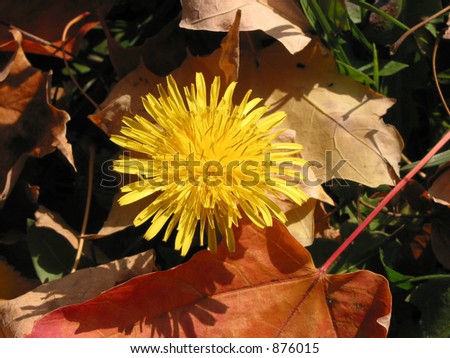 Closeup on the dandelion blooming among fallen autumn leaves
