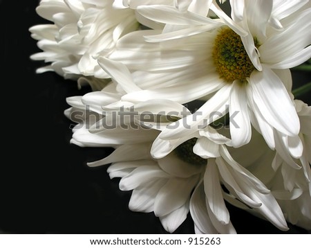 White daisies on black background, closeup
