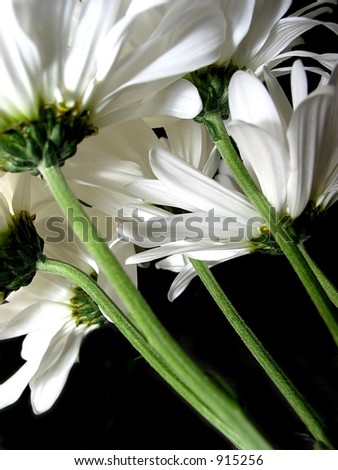 White daisies on black background with green stems and undersides visible, closeup