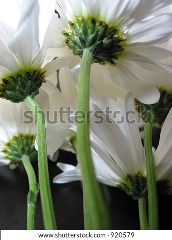 White daisies on dark background from underside with stems, dark background