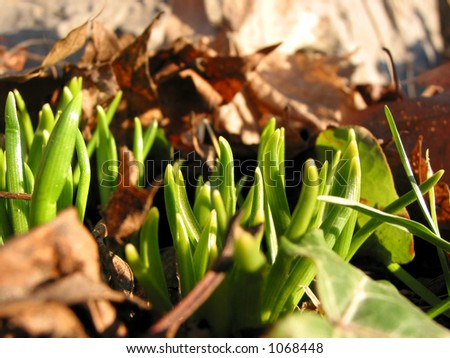 New green plant sprouts basking in spring sun among last year\'s old leaves