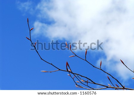 Spring tree branches with buds reaching towards sun on bright blue sky background