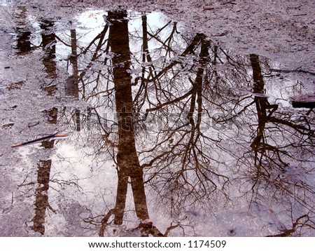 Reflection of trees in a puddle