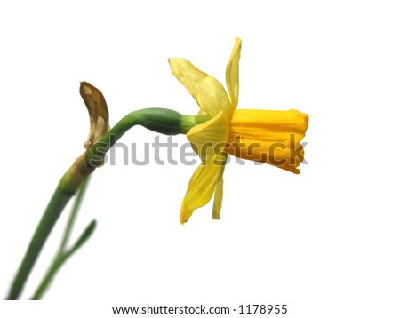 clip art flowers outline. checkered daffodil free clip