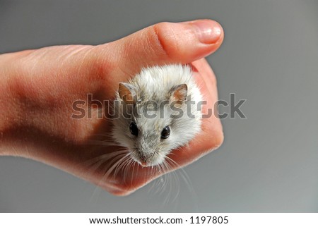 Dwarf hamster in child\'s hand