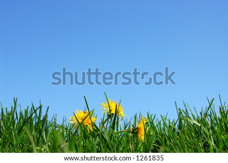 Background of grass and cloudless blue sky