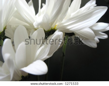 White daisies on dark background with stems, dark background