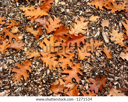 Brown background with fall oak leaves on mulch