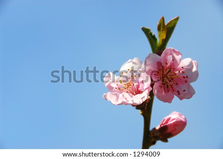 Branch of blooming peach tree on blue sky background