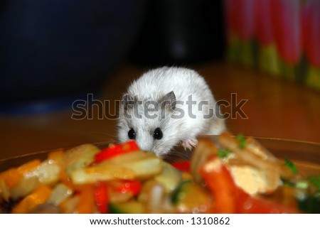 White dwarf hamster stealing food from a dinner plate