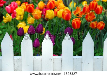 Colorful tulips behind white fence