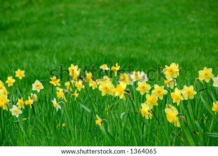 grass and daffodils