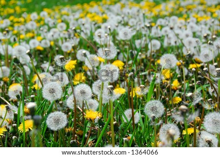 A field of blooming and seeding dandelions