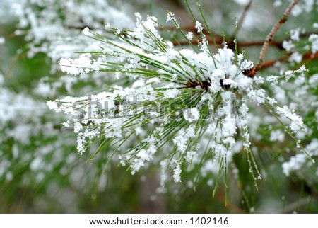 Pine needles with snowflakes; single snowflakes are visible at full size.