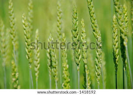 Growing green grain rye close up