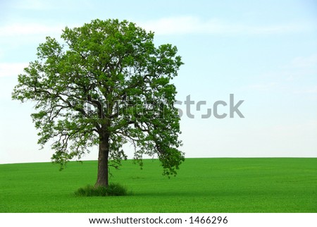 Single tree in summer horizontal