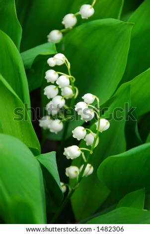 Blooming Lily-of-the-valley closeup