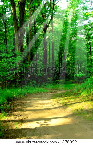 Green quiet forest on hot summer day wih sun beams