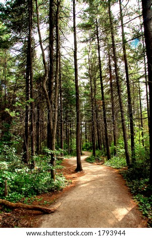 Trail in a pine forest