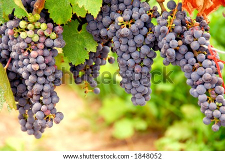 Bunches of red grapes growing on a vine