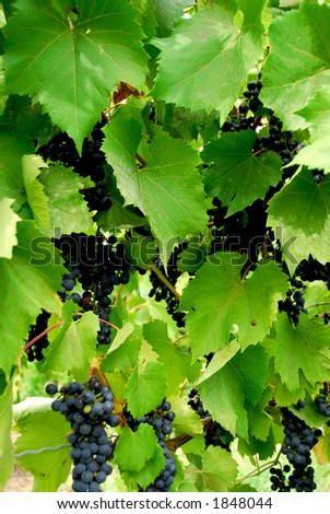 Red grapes on a vine