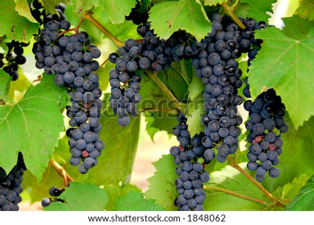 Bunches of red grapes grow on a vine