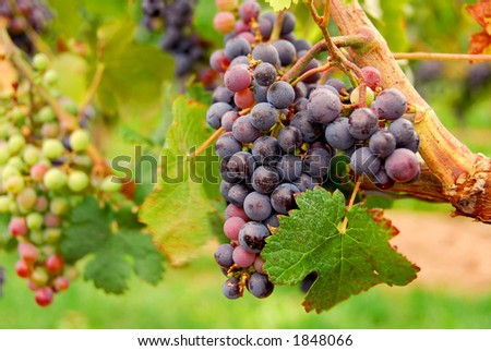 Red grapes growing on a vine