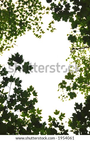 Background or frame of natural green maple leaves formed by maple treetops
