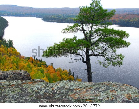 Scenic view of a lake and lone pine tree  in Algonquin provincial park Ontario Canada from hill top