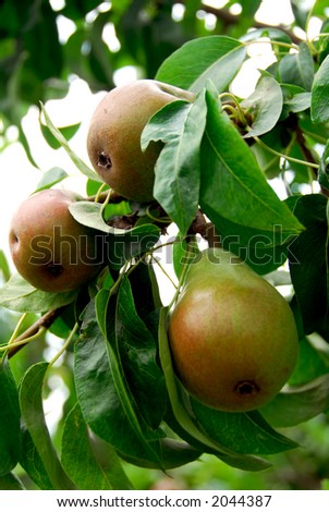 Pears on a branch of a pear tree in orchard