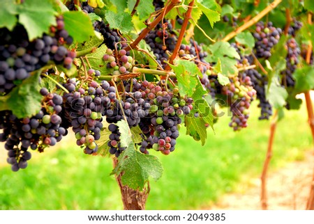 Rows of vines with red grapes