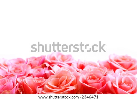 stock photo : Pink rose border
