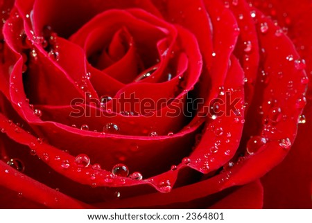 Extreme macro image of a red rose petals with dew drops