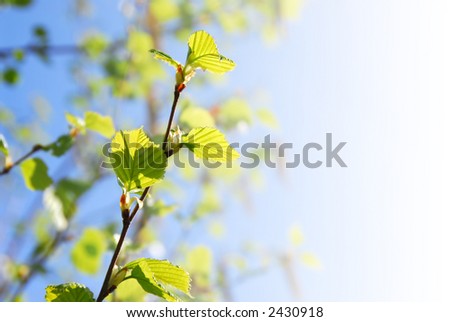 Young spring green leaves on faded background with copy space