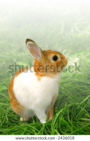 cute easter bunnies pictures. stock photo : Cute easter