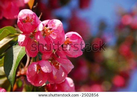 Pink apple blossom close up in spring orchard