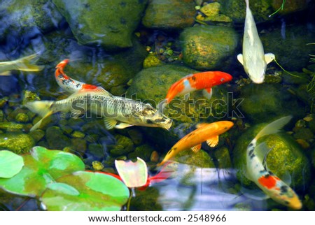 stock photo : Koi fish in a natural stone pond