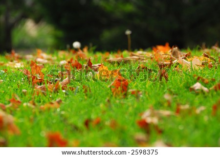 Natural background of fallen autumn maple leaves in grass