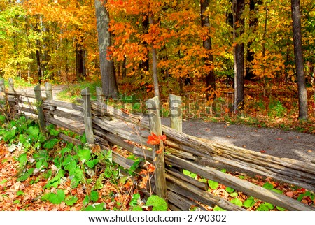 Scenic view of colorful forest in the fall and country road