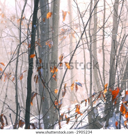 Winter forest with snow dust blowing across
