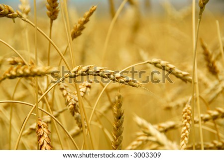 Grain ready for harvest growing in a farm field