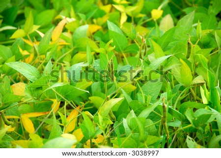 Soy beans growing on a soybean plant in a farm field