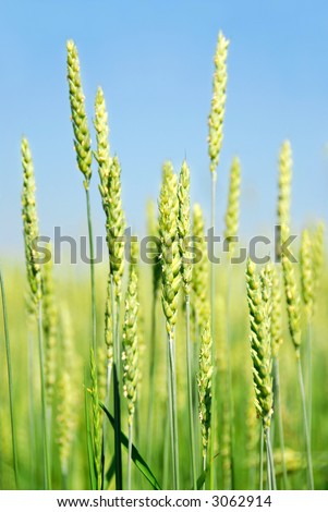 Green young grain growing in a farm field