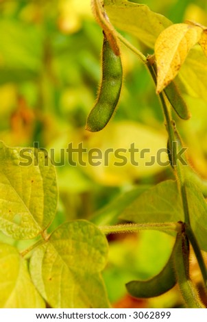Soy beans growing on a soybean plant in a field
