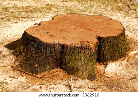 Stump of a freshly cut tree surrounded by saw dust