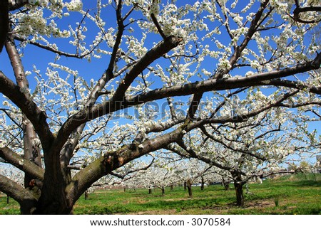 Old blooming apple trees in a spring orchard