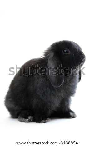 Black Holland Lop Bunny Rabbit Isolated On White Background Stock Photo