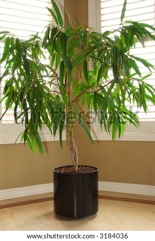 Tropical house plant in a pot and windows with blinds