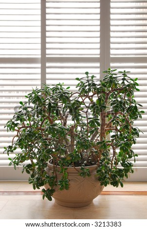 House plant jade tree in a pot and glass wall with blinds